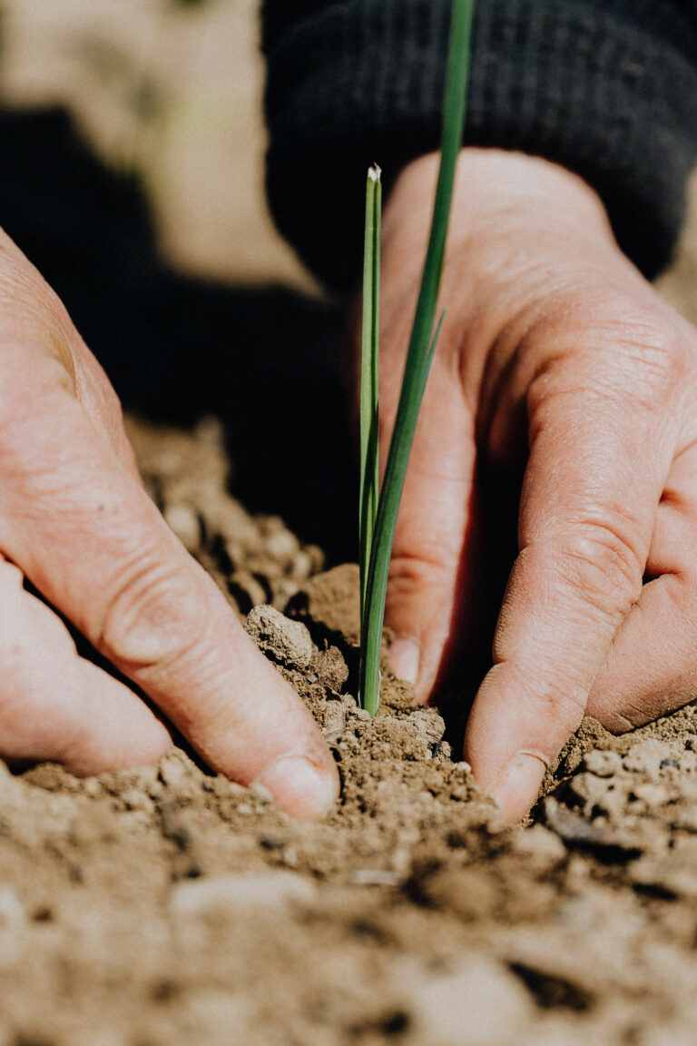 Foto Copertina Pianta Alberi corretta